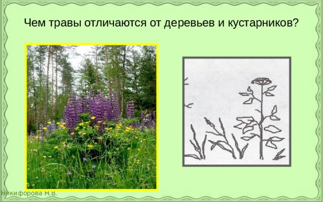 Чем травы отличаются от деревьев и кустарников? 