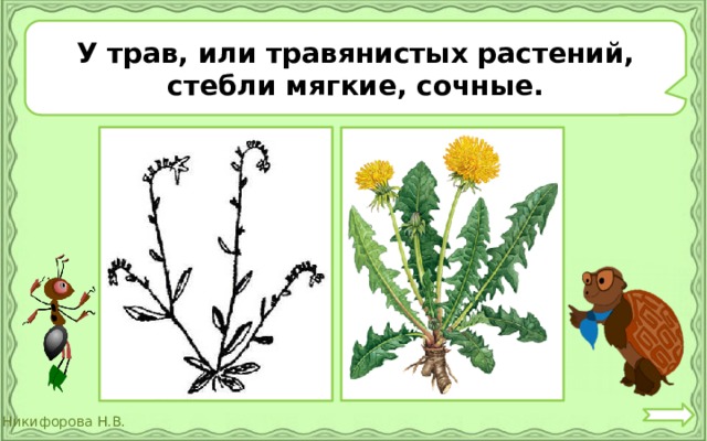 У трав, или травянистых растений, стебли мягкие, сочные. 