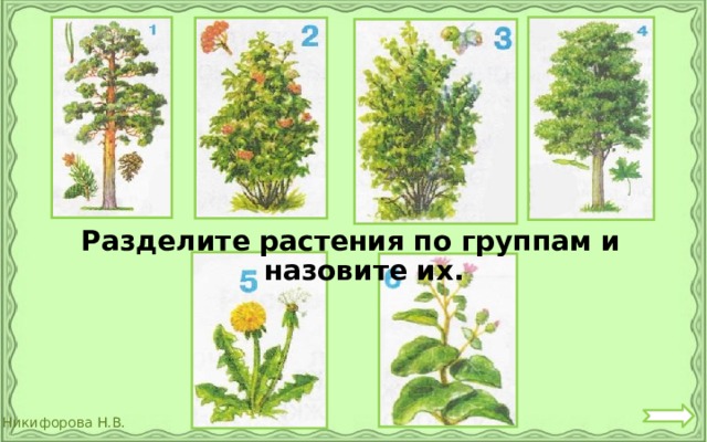 Разделите растения по группам и назовите их. 