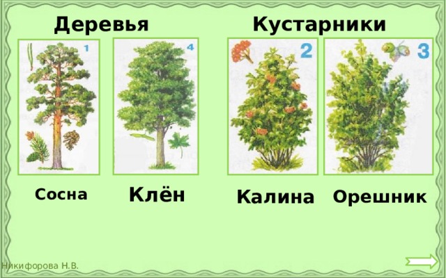  Кустарники  Деревья  Клён  Сосна  Калина  Орешник 