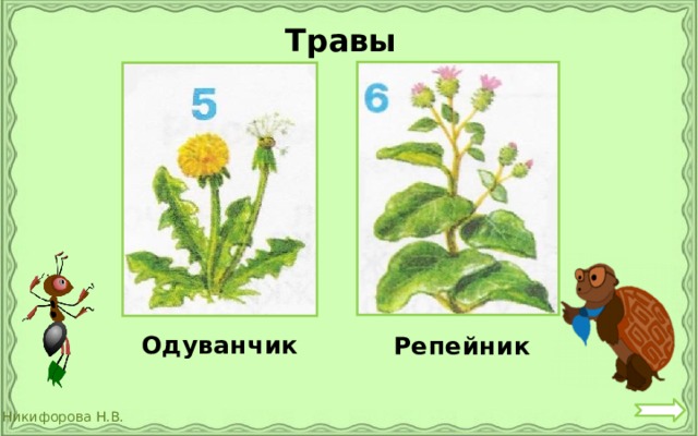  Травы Одуванчик  Репейник 
