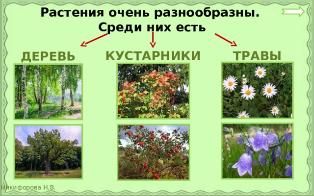 Растения очень разнообразны.  Среди них есть КУСТАРНИКИ ТРАВЫ ДЕРЕВЬЯ 