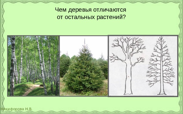 Чем деревья отличаются  от остальных растений? 
