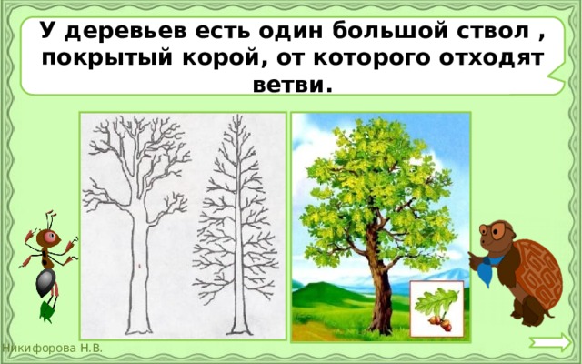 У деревьев есть один большой ствол , покрытый корой, от которого отходят ветви. 