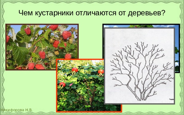 Чем кустарники отличаются от деревьев? 