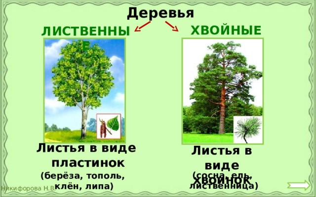  Деревья ХВОЙНЫЕ ЛИСТВЕННЫЕ Листья в виде пластинок Листья в виде хвоинок (сосна, ель, лиственница) (берёза, тополь, клён, липа) 