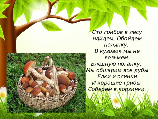 Сто грибов в лесу найдем, Обойдем полянку. В кузовок мы не возьмем Бледную поганку. Мы обшарим все дубы  Елки и осинки И хорошие грибы Соберем в корзинки.   