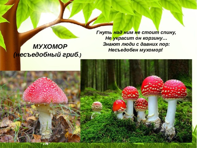 Гнуть над ним не стоит спину,  Не украсит он корзину…  Знают люди с давних пор:  Несъедобен мухомор! МУХОМОР (несъедобный гриб .) 