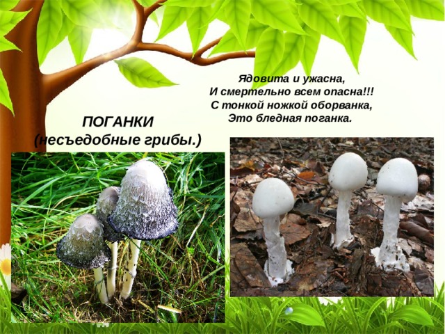 Ядовита и ужасна,  И смертельно всем опасна!!!  С тонкой ножкой оборванка,  Это бледная поганка. ПОГАНКИ (несъедобные грибы.)  