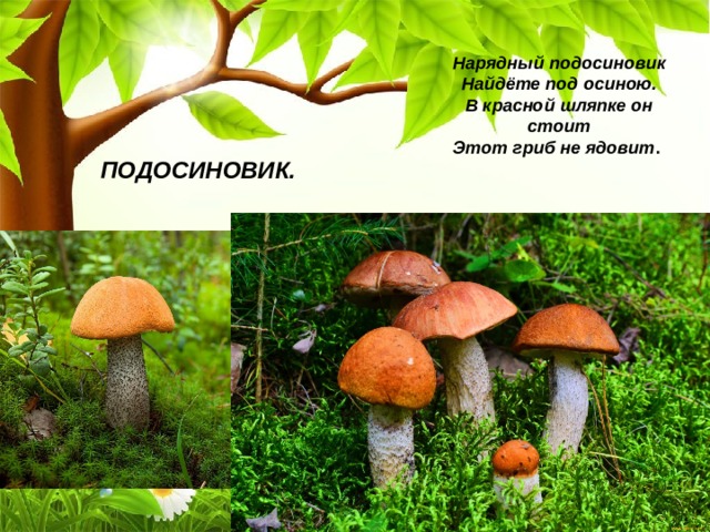 Нарядный подосиновик  Найдёте под осиною.  В красной шляпке он стоит  Этот гриб не ядовит . ПОДОСИНОВИК. 