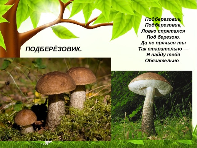 Подберезовик,  Подберезовик,  Ловко спрятался  Под березою.  Да не прячься ты  Так старательно —  Я найду тебя  Обязательно ПОДБЕРЁЗОВИК. 
