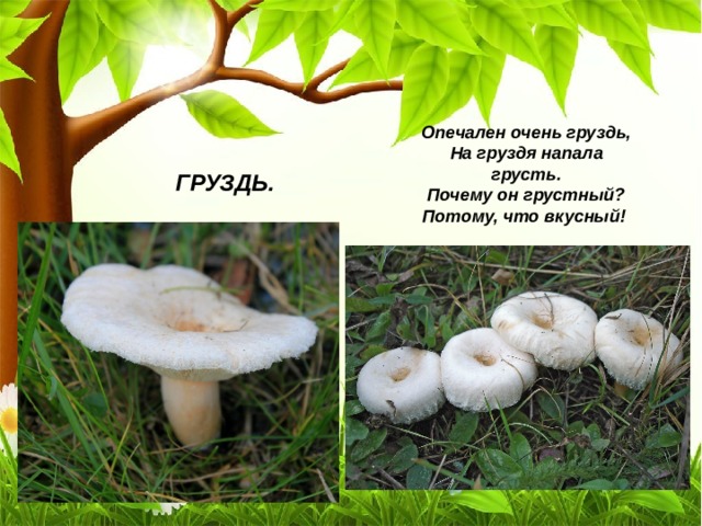 Опечален очень груздь,  На груздя напала грусть.  Почему он грустный?  Потому, что вкусный! ГРУЗДЬ. 