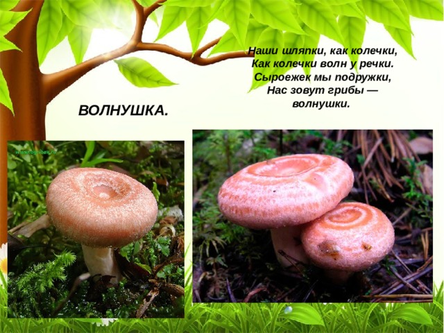 Наши шляпки, как колечки,  Как колечки волн у речки.  Сыроежек мы подружки,  Нас зовут грибы — волнушки. ВОЛНУШКА. 