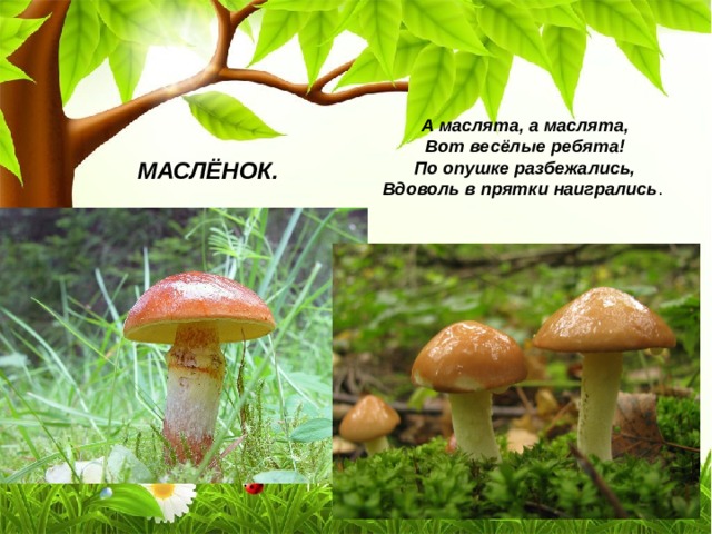 А маслята, а маслята,  Вот весёлые ребята!  По опушке разбежались,  Вдоволь в прятки наигрались МАСЛЁНОК. 