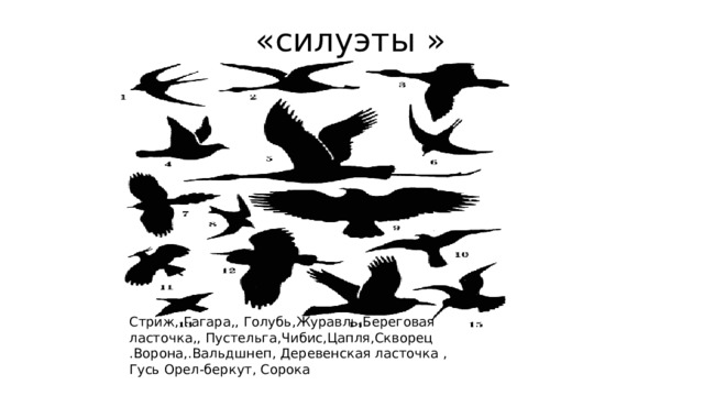 «силуэты » Стриж, Гагара,, Голубь,Журавль,Береговая ласточка,, Пустельга,Чибис,Цапля,Скворец .Ворона,.Вальдшнеп, Деревенская ласточка , Гусь Орел-беркут, Сорока 