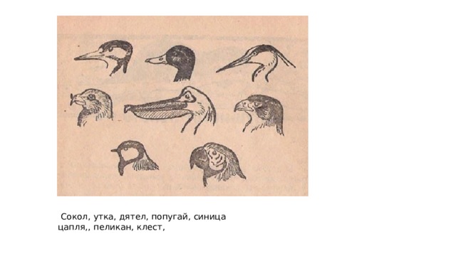  Сокол, утка, дятел, попугай, синица цапля,, пеликан, клест, 