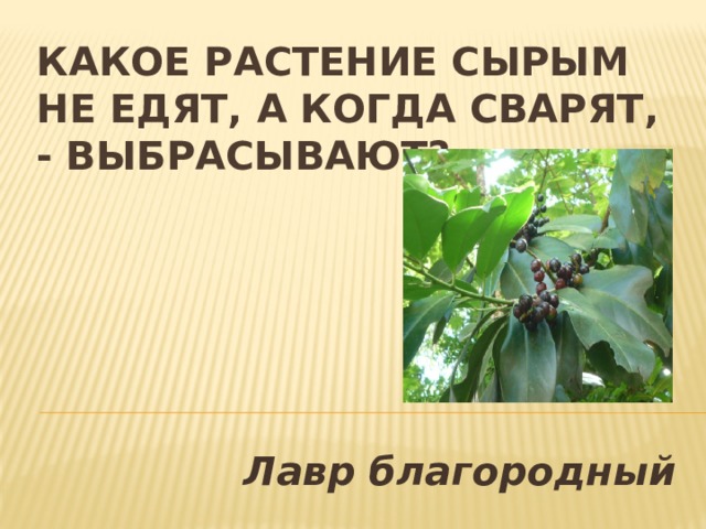 Какое растение сырым не едят, а когда сварят, - выбрасывают? Лавр благородный 