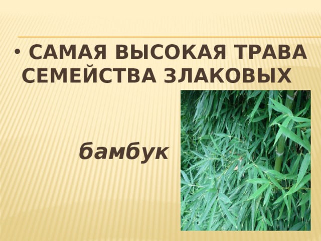  Самая высокая трава семейства злаковых  бамбук 