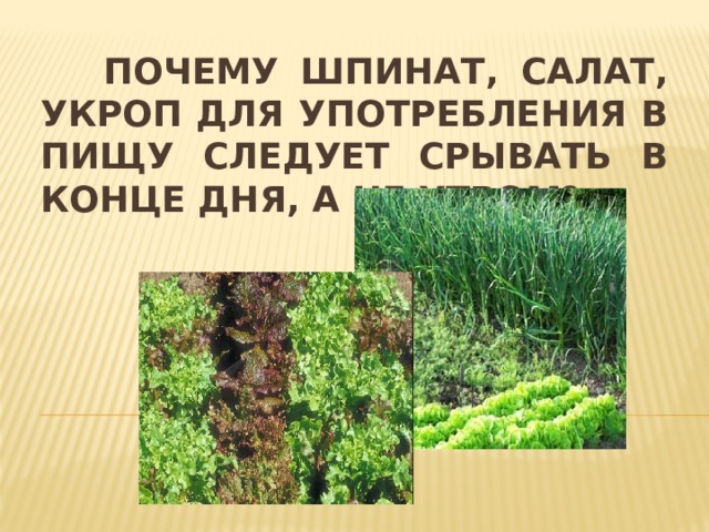  Почему шпинат, салат, укроп для употребления в пищу следует срывать в конце дня, а не утром ? 