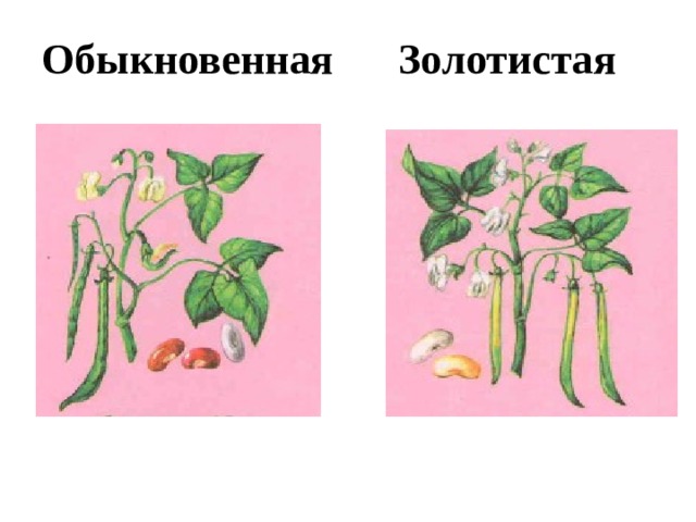 Обыкновенная Золотистая 