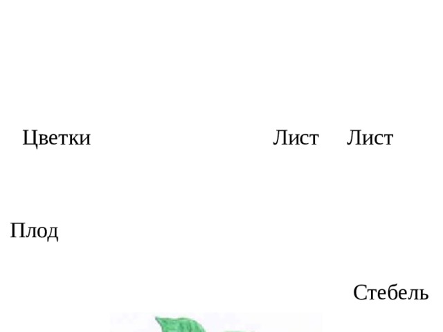  Цветки Лист Лист Плод  Стебель 