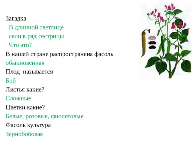 Загадка  В длинной светлице  сели в ряд сестрицы  Что это? В нашей стране распространена фасоль обыкновенная Плод называется Боб Листья какие? Сложные Цветки какие? Белые, розовые, фиолетовые Фасоль культура Зернобобовая 