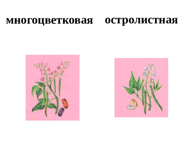 многоцветковая остролистная 