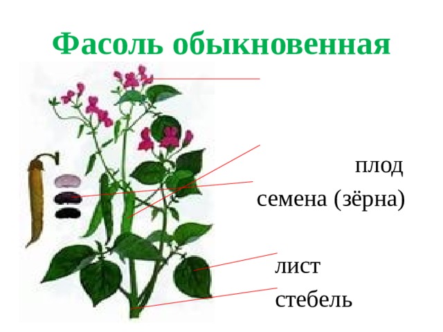 Фасоль обыкновенная  цветок  плод  семена (зёрна)  лист  стебель 