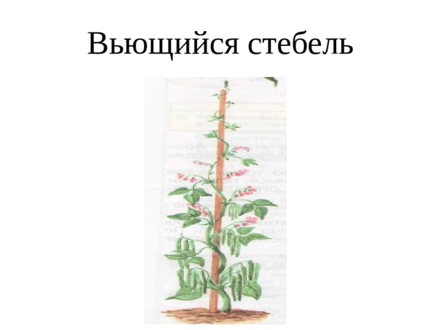 Вьющийся стебель 