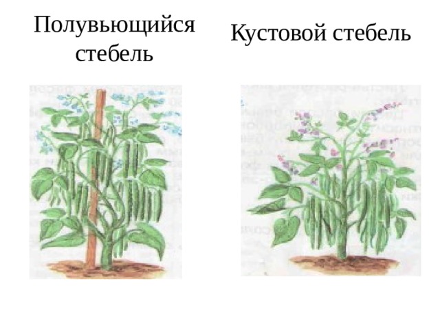 Кустовой стебель Полувьющийся стебель 