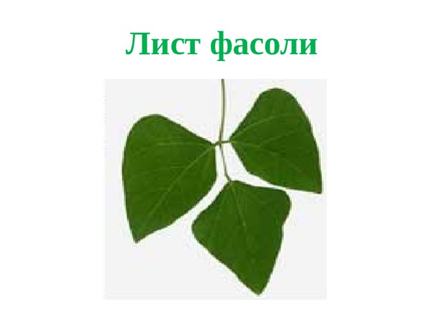 Лист фасоли 