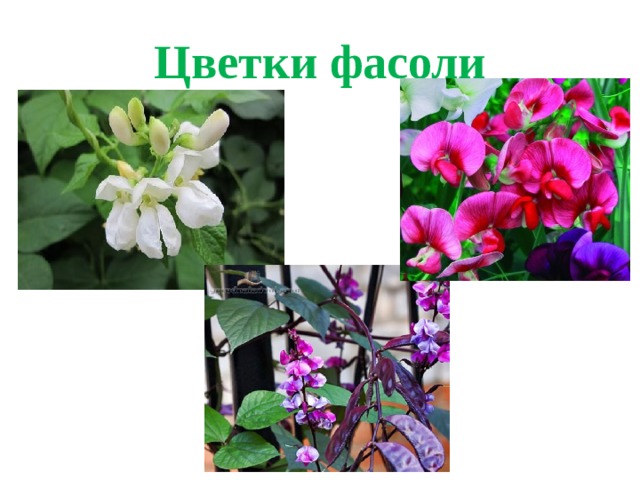Цветки фасоли 