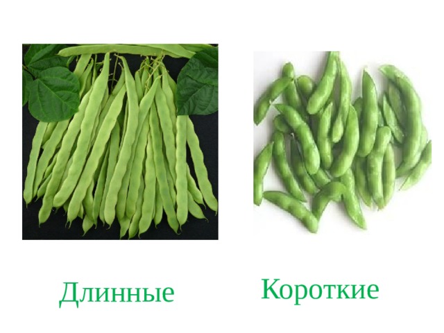 Длинные Короткие 