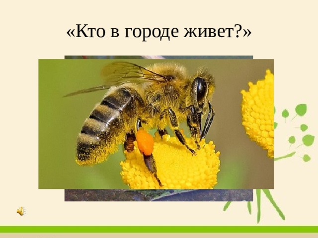 «Кто в городе живет?» 