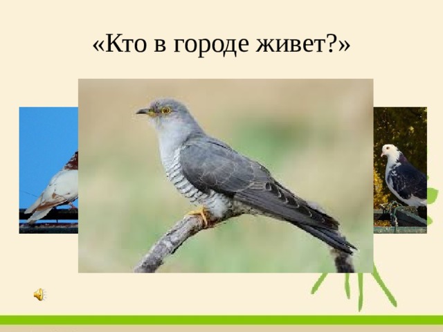 «Кто в городе живет?» 