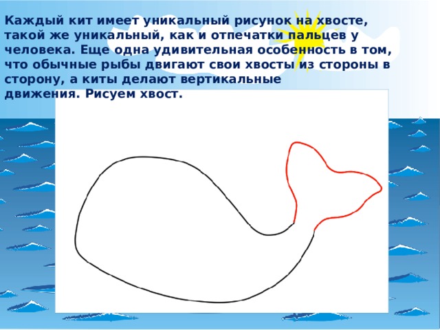 Каждый кит имеет уникальный рисунок на хвосте, такой же уникальный, как и отпечатки пальцев у человека. Еще одна удивительная особенность в том, что обычные рыбы двигают свои хвосты из стороны в сторону, а киты делают вертикальные движения. Рисуем хвост. 