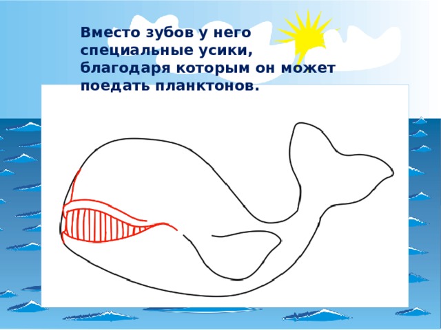 Вместо зубов у него специальные усики, благодаря которым он может поедать планктонов. 