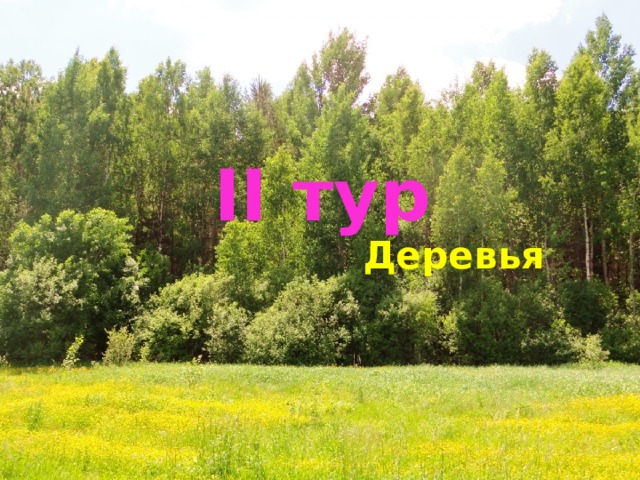 II тур  Деревья 