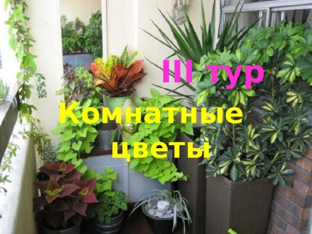  III тур  Комнатные цветы 