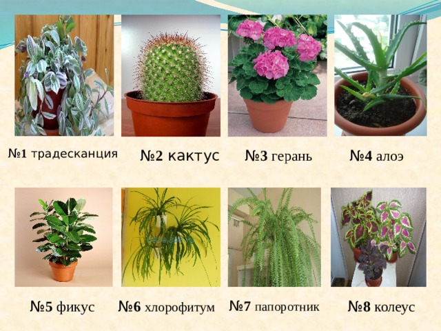 № 1  традесканция № 4 алоэ  № 3 герань  № 2 кактус № 5 фикус  № 7 папоротник  № 8 колеус № 6 хлорофитум 