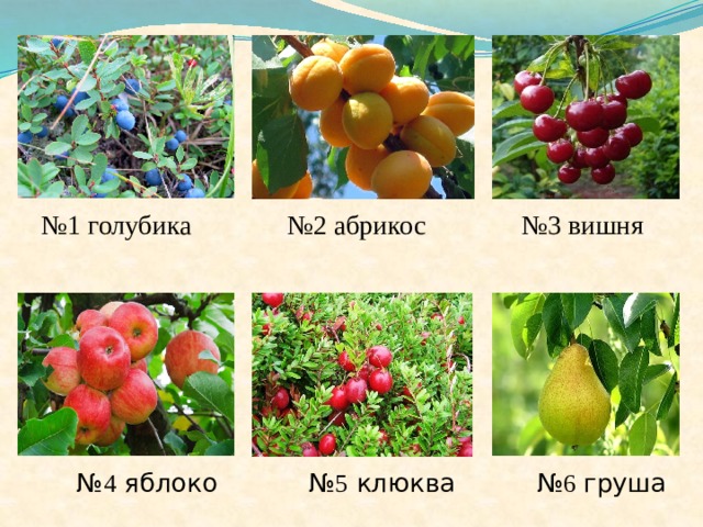 № 2 абрикос № 3 вишня № 1 голубика № 5 клюква № 6 груша № 4 яблоко 