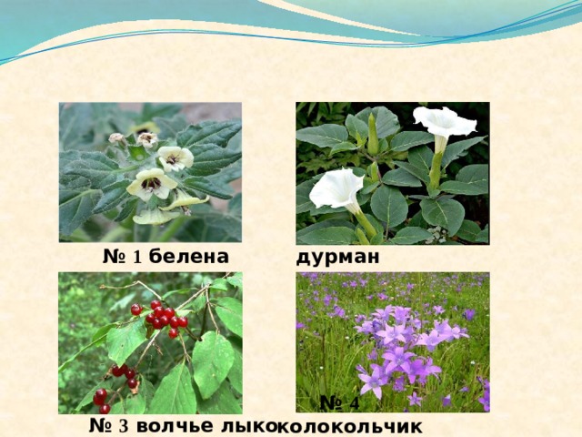   № 1 белена  № 2 дурман  № 3 волчье лыко  № 4 колокольчик 