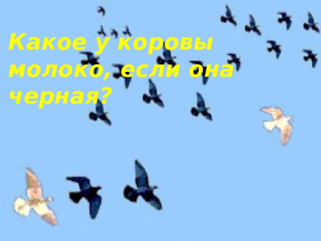 Какое у коровы молоко, если она черная?      