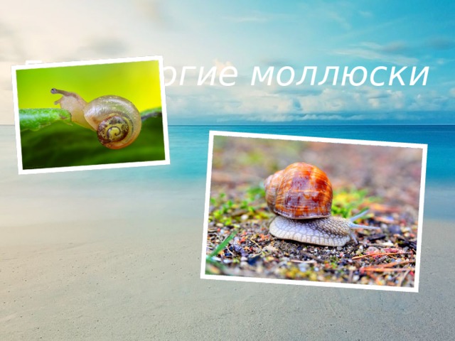 Брюхоногие моллюски  