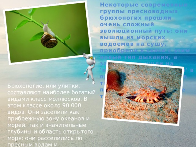 Некоторые современные группы пресноводных брюхоногих прошли очень сложный эволюционный путь: они вышли из морских водоемов на сушу, приобрели в связи с этим новый тип дыхания, а затем снова ушли на 'постоянное жительство' в пресные воды, сохранив там, однако, этот приобретенный на суше тип дыхания. Брюхоногие, или улитки, составляют наиболее богатый видами класс моллюсков. В этом классе около 90 000 видов. Они заселили как прибрежную зону океанов и морей, так и значительные глубины и область открытого моря; они расселились по пресным водам и приспособились к жизни на суше, проникнув даже в каменистые пустыни, в субальпийский пояс гор, в пещеры. 