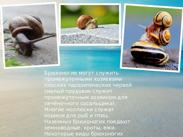 Брюхоногие могут служить промежуточными хозяевами плоских паразитических червей (малый прудовик служит промежуточным хозяином для печёночного сосальщика). Многие моллюски служат кормом для рыб и птиц. Наземных брюхоногих поедают земноводные, кроты, ежи. Некоторые виды брюхоногих употребляет в пищу и человек. Среди брюхоногих есть вредители садов и огородов — слизни, виноградная улитка и др. 
