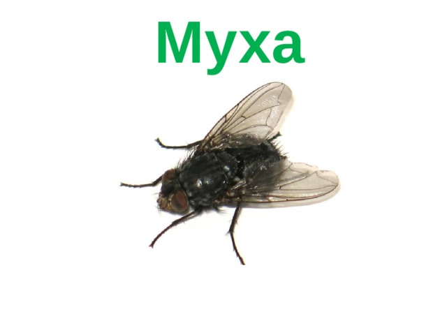 Муха 