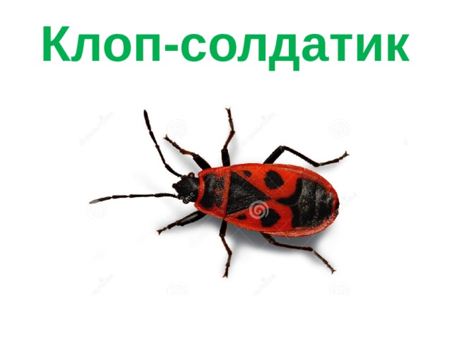 Клоп-солдатик 