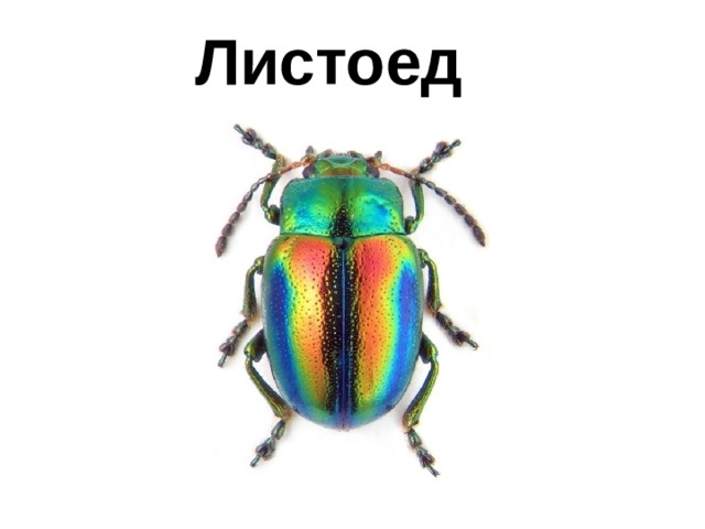 Листоед 