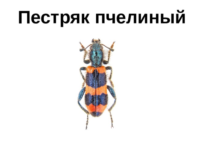 Пестряк пчелиный 
